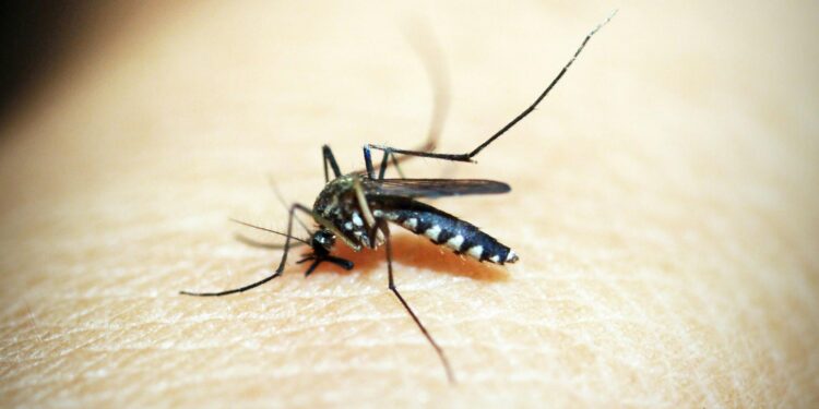 New York Resident Dies from Rare Mosquito-Borne EEE Virus