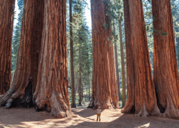 Trump Administration Repeals Longstanding Forest Protection Rule